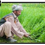 عيد الفلاح